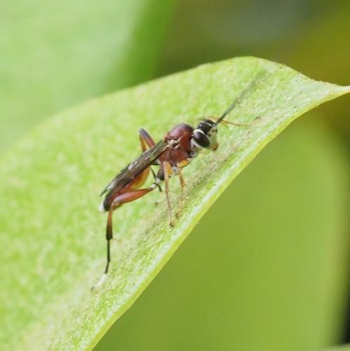 Crytea erythraea